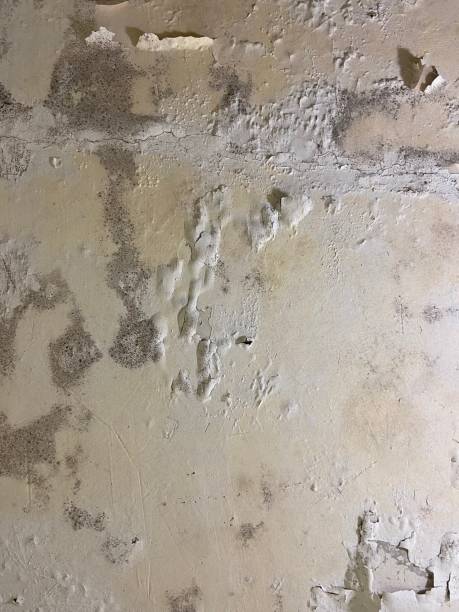 Best Fast Mold Removal  in Blowing Rock, NC