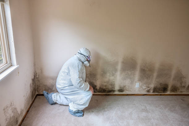Best Attic Mold Removal  in Blowing Rock, NC